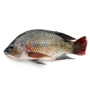 Tilapia (Daiyya/Chirra)
