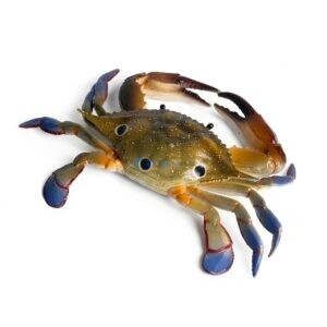 Three-spot Swimming Crab