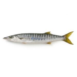 Pickhandle Barracuda (Safaid Kund)