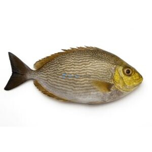 Streaked Spinefoot (Tittar)