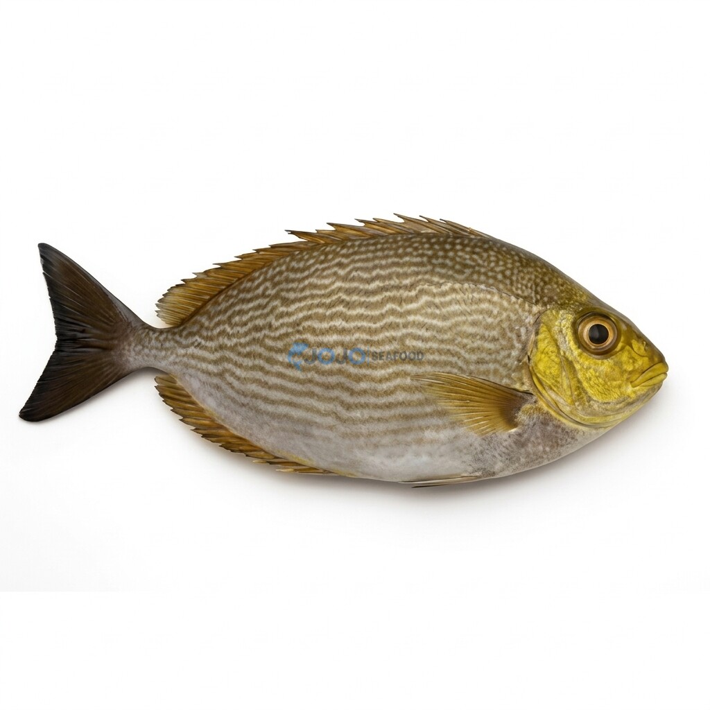 Streaked Spinefoot (Tittar) Streaked Spinefoot (Tittar)