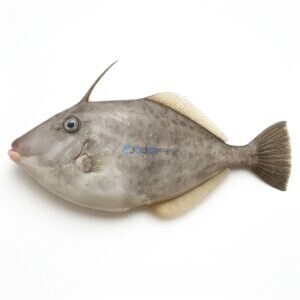 Unicorn Leatherjacket (Chappal)