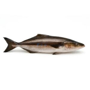 Cobia (Sangra)