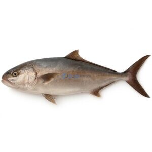 Greater Amberjack (Safi)