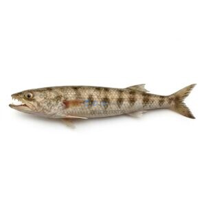 Indian Lizardfish (Disco)