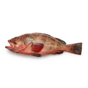 Reef Cod (Daama)