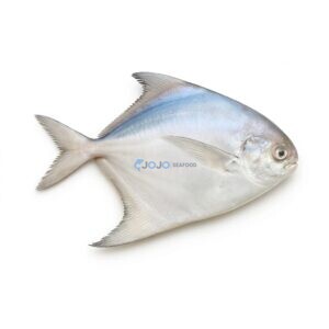 White Pomfret (Safaid Paplet)