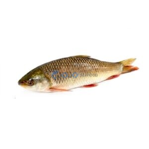 Rohu Carp (Rahu)