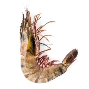 Giant Tiger Prawns