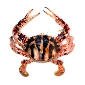Crucifix Crab
