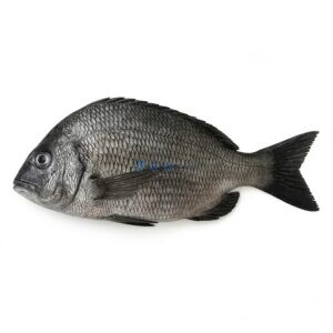 Goldsilk Seabream (Kala Dandia)