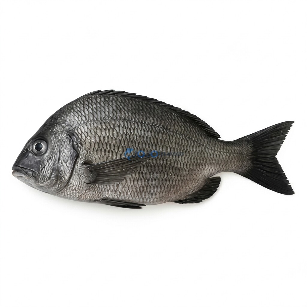 Goldsilk Seabream (Kala Dandia) Goldsilk Seabream (Kala Dandia)