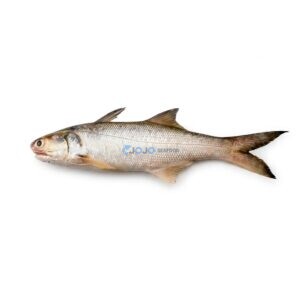 Indian Salmon (Rawas)