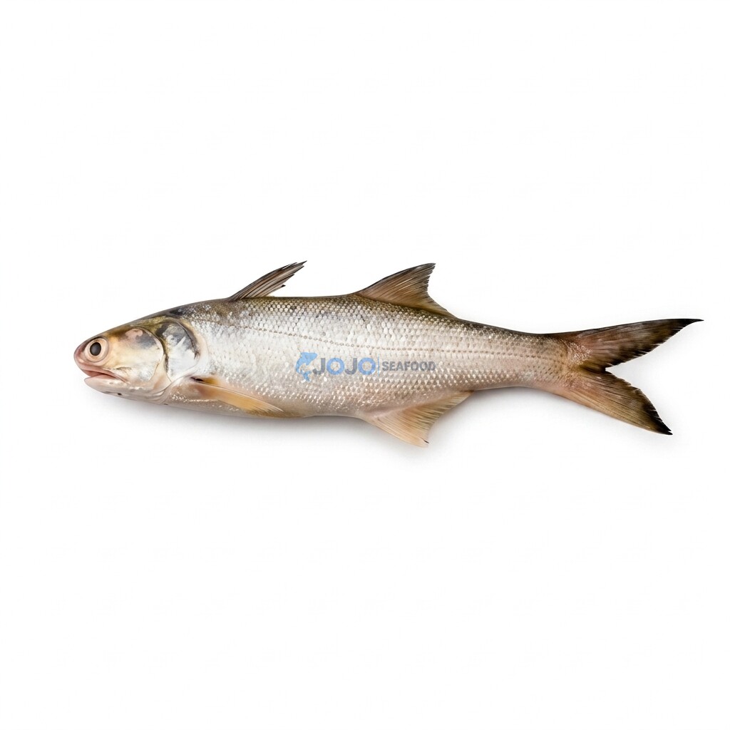 Indian Salmon (Rawans) Indian Salmon (Rawas)
