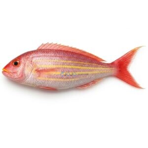 Japanese Threadfin Bream (Chakori)