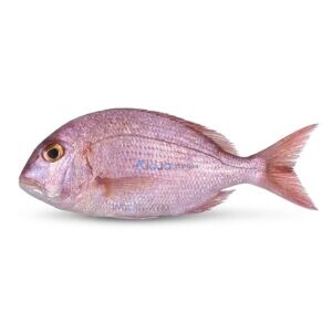 Frypan Bream (Dand)