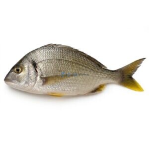 Yellowfin Seabream (Safaid Dandia)