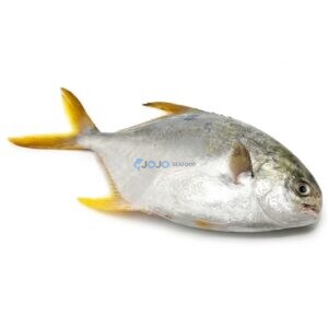 Indian Pompano (Sonaf)