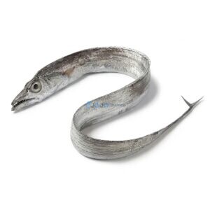 Ribbonfish (Chind)