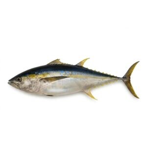 Yellowfin Tuna (Zardum)