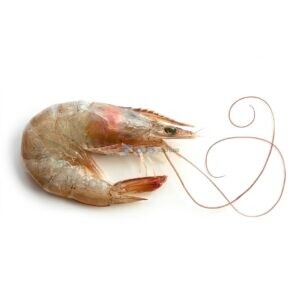 Jumbo Prawns