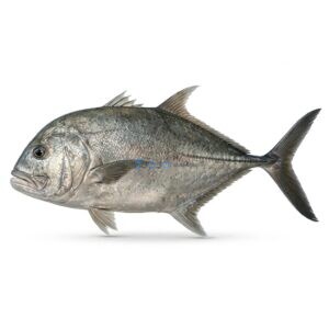 Giant Trevally (Kakkar)