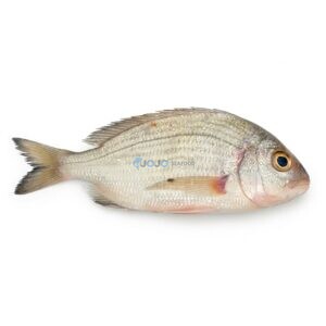 Fanged Seabream (Kukkri)
