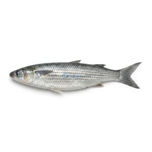 Greenback Mullet (Boi)