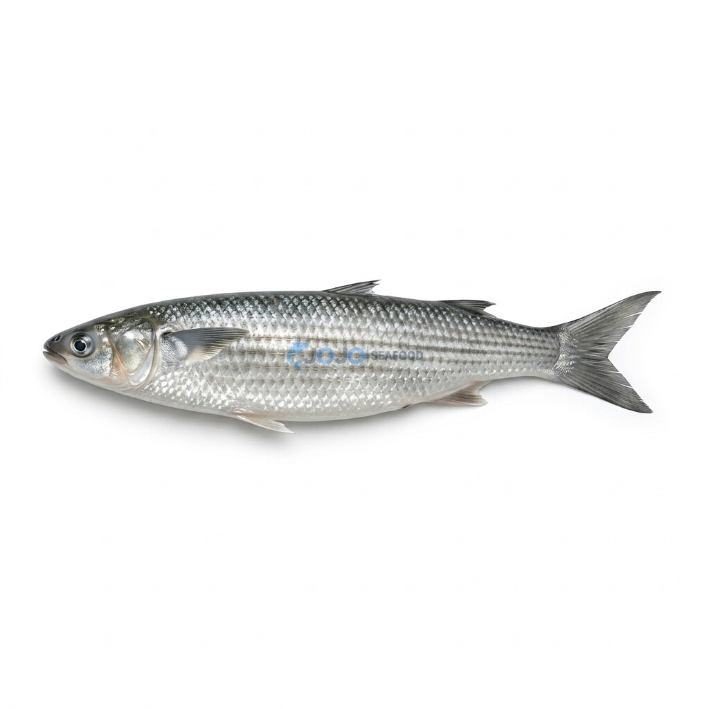 Greenback Mullet (Boi) Greenback Mullet (Boi)