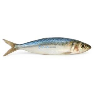 Sardine (Luar)