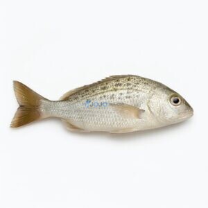 Javelin Grunter (Dhotar)
