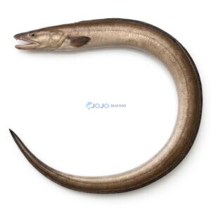 Pike Conger (Baam)