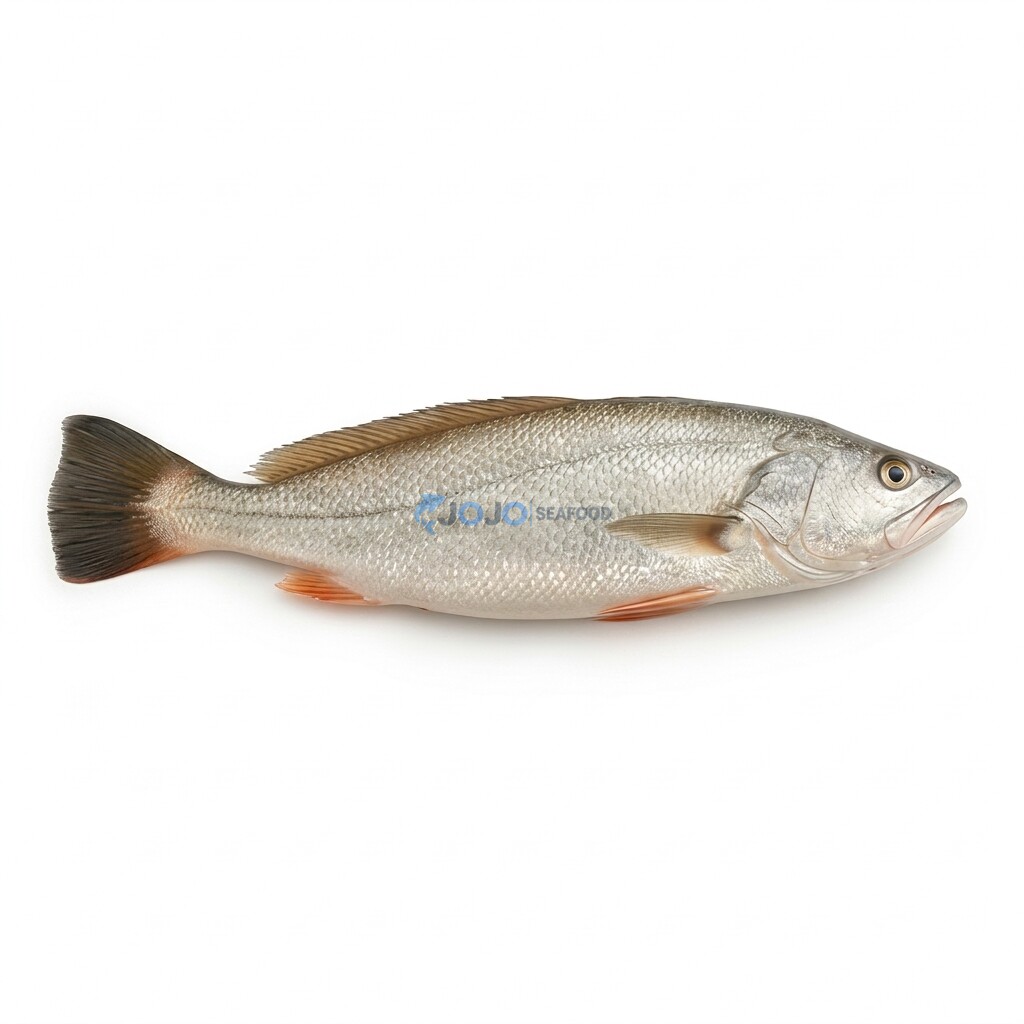 Tigertooth Croaker (Mushka) Tigertooth Croaker (Mushka)