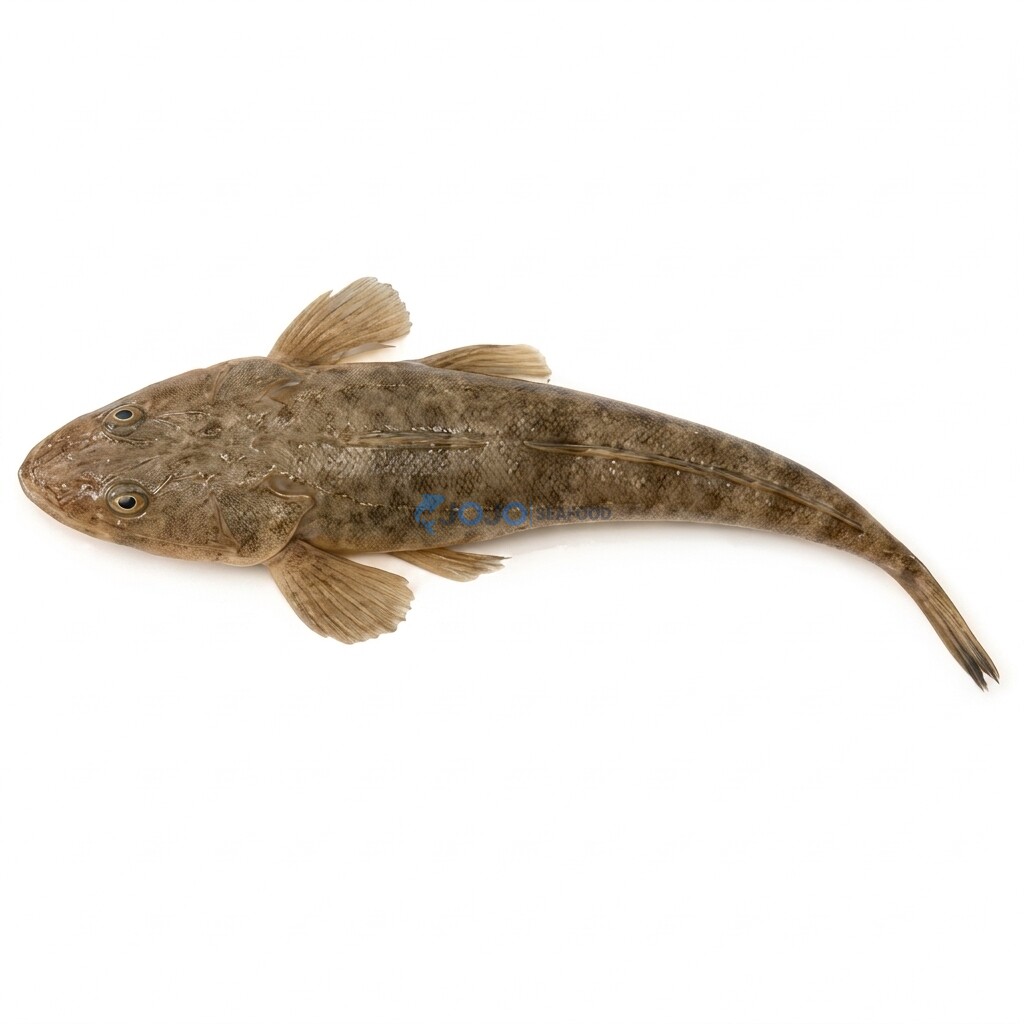 Bartail Flathead (Kukkar)