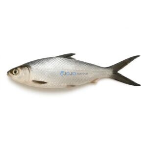 Milkfish (Sulemani)