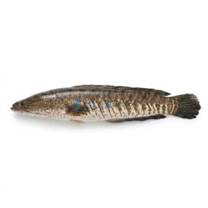Snakehead (River Sole)