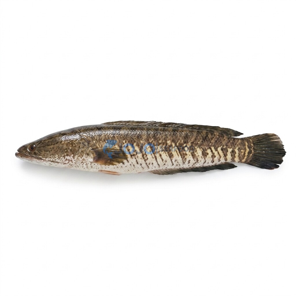 Snakehead (River Sole) Snakehead (River Sole)