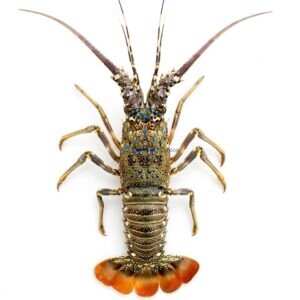 Fresh Lobster