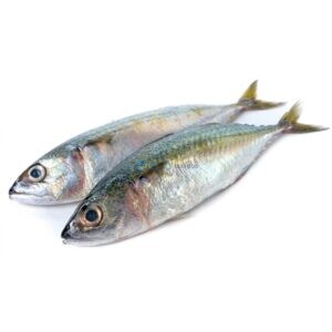 Indian Mackerel (Bangda)