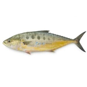 Queenfish (Saram)