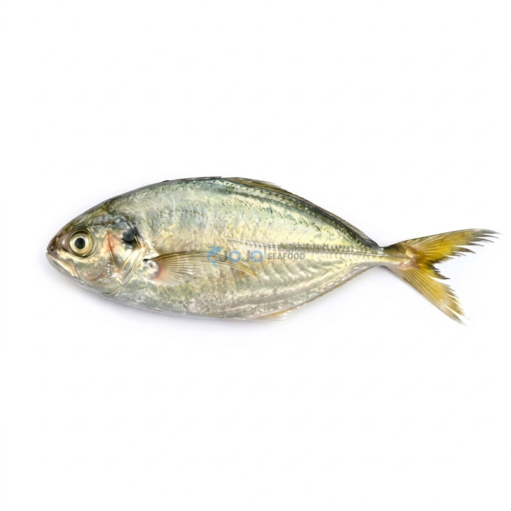 Shrimp Scad (Bakka) Shrimp Scad (Bakka)