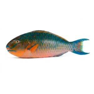 Parrotfish (Hareed/Popat)