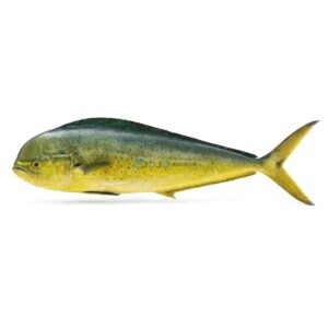 Mahi Mahi (Amros)