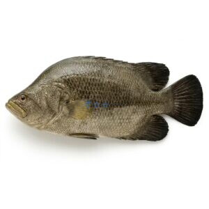 Tripletail (Dai)