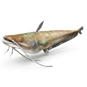 Wallago (Malli)