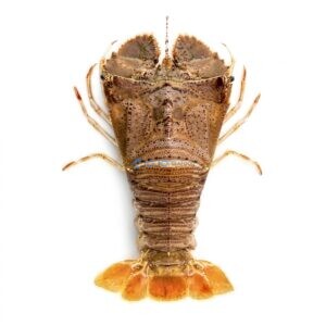 Flathead Lobster