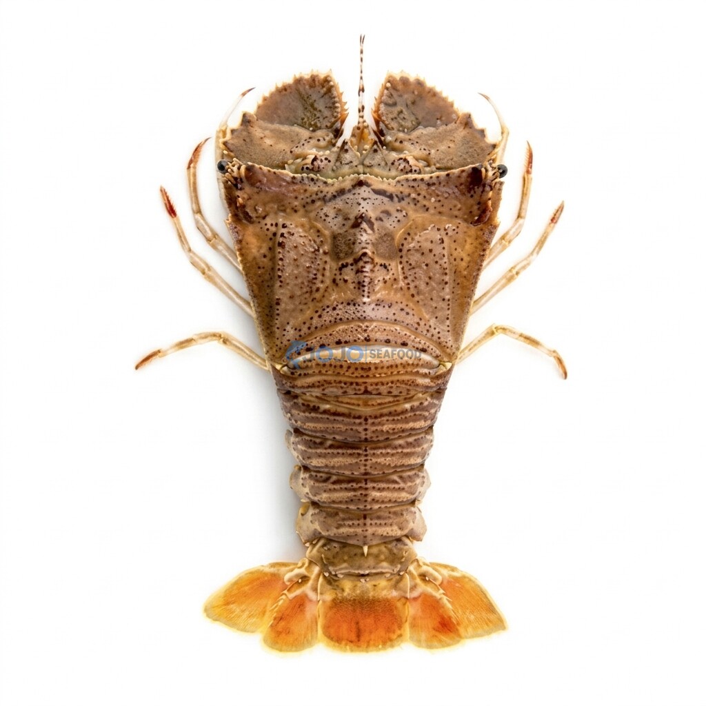 Flathead Lobster Flathead Lobster