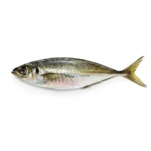Torpedo Scad (Kawwa)