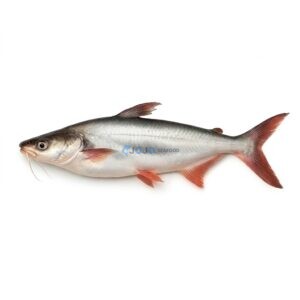 Sea Catfish (Khagga)