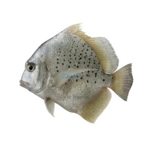 Spotted Sicklefish (Jalebi)